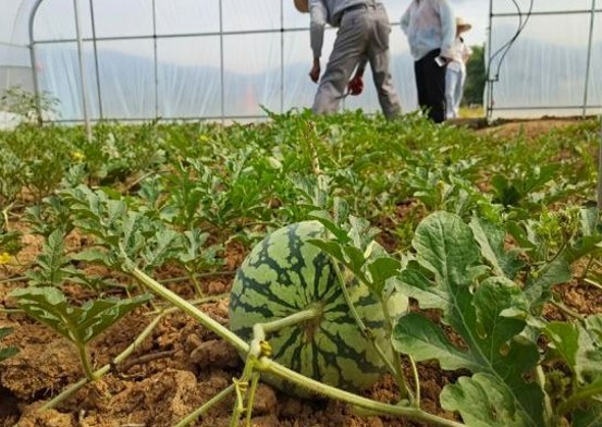 女艺人药物过量离世引发娱乐圈药物滥用大讨论